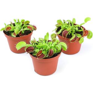 Altman Plants Live Venus Fly Traps Carnivorous Plants (3PK), Live Plants & Indoor Plants for Kids, Live Venus Fly Trap Plant Terrarium Plant Trio in Adult Venus Fly Trap Soil & Carnivorous Plant Soil