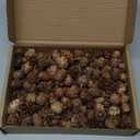 200PCS Christmas Natural Pine Cones Mini Fall Decorations Pinecones Ornaments Bulk Small Pine Cones for DIY Crafts Thanksgiving Fall Winter Christmas Wedding Decor Vase Filler Decor