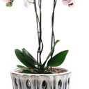 Orchid Pots with Holes Attached Saucers 6 Inches - 1 Pcs Small Ceramic Pots for Repotting, Decorative Ceramic Orchid Planter with Hole for Healthy Root Growth White Over Black