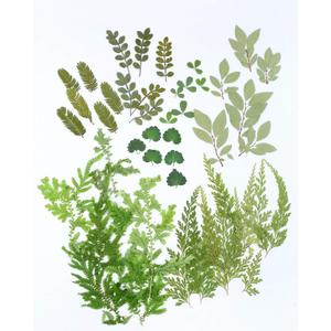 42 PCS Real Dried Pressed Leaf Flowers Plant Herbarium for Craft Resin Jewelry Making (Green Leaf )