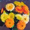 6 x 70+ Seeds Pot Marigolds Mix Calendula - Flower Multicolor