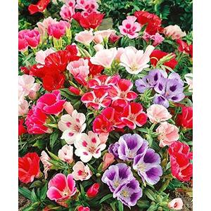 8 x 300+ Seeds Satin Flower Mix Godetia Clarkia - Flower Multicolor