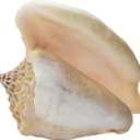 Large Milk Conch Seashell - Bahamas Conch Shell - 5-6 inch by Nautical Beach Decor