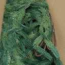 2 Pcs 6 Ft Christmas Norfolk Pine Garlands, Real Touch Faux Pine Garland, Realistic Green Fake Greenery Garland for Christmas Table, Mantle, Wall, Outdoor Holiday Winter Decorations(2, 6 FT)