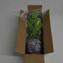 AlphaAcc Artificial Plants Potted Real Looking Small Faux Plant with Rustic Black Cement Planter for Kitchen Office Desk Bookshelf Decor (Ivy Plant)