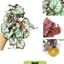 Woyrise Reptile Artificial Plants for Terrarium Decor, Amphibian Habitat Hideout Bearded Dragon Tank Decorations fit Crested Gecko Leopard Lizard Chameleon Ball Python Snake Frog - Saxifrage