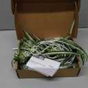 5 Packs Artificial Spider Plant Silk Faux Chlorophytum Comosum Fake Spider Hanging Plant for Outdoor Indoor Home Garden Office Decoreation