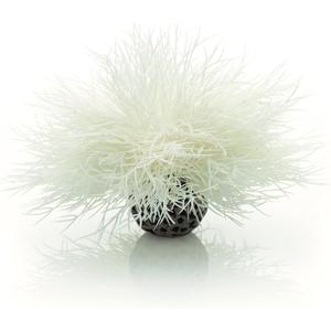 Sea Lily White (1 Count (Pack of 1))