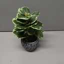 Artificial Plants Indoor Outdoor, Faux Variegated Oak Leaf Plant, Fake Potted Plants Artificial Decor for Coffee Table Desk Shelf, Faux Plants Indoor for Living Room Bathroom Bedroom Entryway Office (Green#02)