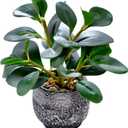 AlphaAcc Artificial Plants Potted Real Looking Small Faux Plant with Rustic Black Cement Planter for Kitchen Office Desk Bookshelf Decor (Ficus Plant)