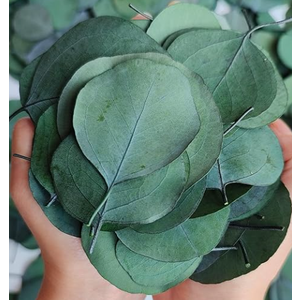 600 Pcs Real Dried Eucalyptus Leaves - Bulk Preserved Eucalyptus Green Leaves for Wedding DIY Wreath, Baby Shower, Cake Bouquet, Party Decor
