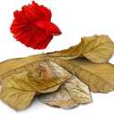 25 Pack Large Catappa Indian Almond Leaves for Bettas, 7-9 Inches, Effortless Water Conditioning, Great Values, Help Bettas and Tropical Fish Thrive