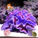Besimple Aquarium Coral Ornaments Decor Fish Tank Plants Decoration for Aquarium Landscape,Purple