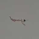 Flysky FS-R4M 2.4GHz 4Ch ANT Protocol Single Antenna PWM Output RC Receiver for FS-G7P Transmitters Mini Micro RC Car