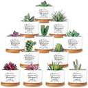 SEEWEY 12 Pcs Inspirational Succulent Pots Gifts Bulk Employee Appreciation Gifts for Women Coworker Teacher Small Ceramic Plant Pots with Bamboo Trays for Birthday Christmas(Awesome)