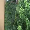 Two 4ft Artificial Plants Topairy Faux Cedar Trees for Outdoor Planters, 48IN Tall Fake Pine Bushes UV Resistant Large Potted Shrubs for Front Porch Dcor