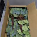 240Pcs 6 Kinds Mixed Eucalyptus Leaves Stems Bulk Artificial Silver Dollar Leaves Picks Dried Eucalyptus Bundle Faux Spray for Wedding Vase Bouquet Decor (Eucalyptus Leaves Stems-240)