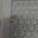 WIBIMEN Mini Ice Cube Trays, Small Tiny Round Pebble Crushed Nugget Ice Trays for Freezer with Lid - Chilling Drinks Coffee Juice(2 Pack/0.55In - Blue)