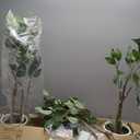 Artificial Fake Ficus Tree 6FT Tall 2Pack with String Lights & White Planter & Free Moss, Artificial Plants Indoor, Artificial Trees for Home Decor Indoor, Faux Ficus Tree