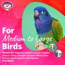 Super Bird Creations SB625 Olympic Rings Bird Toy, Large Bird Size, 15 x 4 x 4