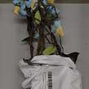 160cm/63inch Bendable Artificial Magnolia Flower Tree Branches Garland Orchid Door Hanging Floral Vines Wreath for Wedding Sign Arch Wall Backdrop Home Garden Mantel Decoration (Blue)