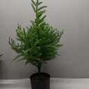 Nearly Natural 2ft. Norfolk Island Pine Natural Look Artificial Tree in Decorative Planter