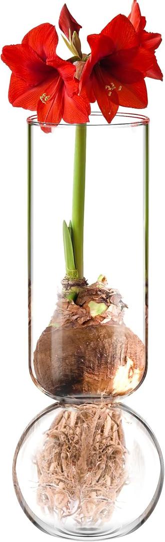 2 Pcs Glass Bulb Vase 11 Inches Tall Flower No Messy Soil Bulb Forcing Bud Clear Tall Glass Vases for Small Plant Table Centerpieces Wedding Birthday Party Decorative Supplies