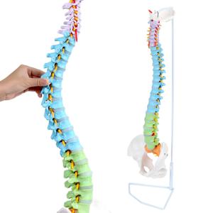 34" Human Spine Model,Life Size, Colored Spine Anatomy Model,Flexible Spine Model with Vertebrae, Cervical Spine, Lumbar Spine and Nerves