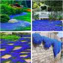 4 x Creeping Thyme Seeds for Planting - 21000+ Blue Creeping Thyme Seeds Non-GMO Perennial Flower Seeds Ground Cover Plant Landscaping, Easy to Grow (EXP 11/25/26)