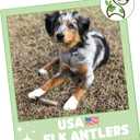 Nature Gnaws USA Elk Antlers for Dogs 5-8" (3 Count) - Mix of Split and Whole Pieces - Long Lasting for Aggressive Chewers - Natural Dog Chew Bones