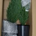 Palonu 2 Pcs 2Ft Christmas Norfolk Pine Potted Trees, 24" Realistic Artificial Norfolk Tree with Pot Faux Greenery UV Resistant Fake Plants for Tabletop Front Porch Indoor Outdoor Home Dcor