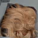 NOBLE Pink Orange Wig for Women Peach Wig with Bangs Ombre Bob Curly Wigs with Air Bangs Synthetic Short Wavy Wigs with Bangs Heat Resistant Synthetic Daily Party Cosplay Costume Wigs, (12 Inch (Pack of 1)