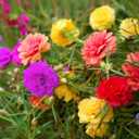 3 x 10000+ Portulaca Grandiflora Moss Rose Seeds Mixed Color Spreading for Planting Mexican Sun Rose Rock ROS Heat & Drought Tolerant Ground Cover Plant (EXP 05/17/29)
