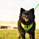 EcoBark Dog Harness - Eco-Friendly Max Comfort Harnesses - Luxurious Soft Mesh Halter - Over the Head Harness Vest- No Pull and No Choke for Puppy, Toy Breeds & Small Dogs (Medium, Green)