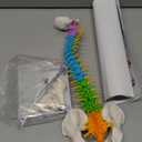 breesky Scientific Mini Spine Model, 15.5 Anatomical Spine Model with All Nerves, Human Anatomy Model with Stand for Instruction, Study and Display