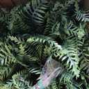 Outdoor Fake Hanging Fern Artificial Hanging Ferns 2 Pack, Large Faux Boston Fern Bushes, UV Resistant Outdoor Hanging Plants for Front Porch, Patio & Indoor Decor