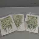 165Pcs Dried Pressed Baby's Breath Flowers - 100% Natural Flat Real White Gypsophila Baby Breath, Pressed Flowers for Resin Art, Epoxy Coasters, Wedding Invitations, Scrapbooking, Frame Decorations