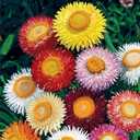 3 x 250+ Seeds Strawflower Giant Mix - Flower Multicolor