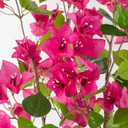 3ft 2-Pack Artificial Bougainvillea Trees