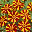 6 x 100+ Seeds French Marigolds Mr. Majestic - Flower Brown