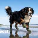Dog Shoes for Hot Pavement - Comfortable Paw Protection for Medium & Large Dogs, Adjustable Strap & Non-Slip, Easy-Clean, Outdoor Sports Boots, Dog Booties for Summer Rain (Green, XL)