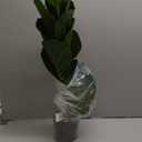 BESAMENATURE 30" Little Artificial Fiddle Leaf Fig Tree/Faux Ficus Lyrata for Home Office Decoration (2ft 4in)