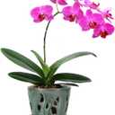 W&W Orchid Pot with Holes and Saucer for Repotting, 5 Inches, Green Mix