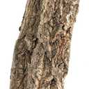 Galápagos (05500) Natural Cork Bark for Reptiles – Ideal for Bearded Dragons, Snakes, and Geckos – Climbing Accessory for Terrariums, Turtle Tanks, and Bird Cages, Large Flats 30” – 35”, Natural