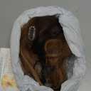 Hair Topper Human Hair Curtain Air Bangs Topper for Women,3.54x4.92 T-part Lace Base Topper Hair Piece for Daily Wear(Light Brown)