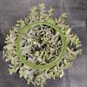 Idyllic Wreath, Artificial Boxwood Leaves, 7"