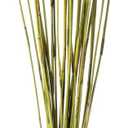 Vickerman 40 Basil Elephant Reed, 10 oz Bundle, Dried