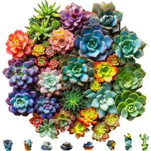 Mys Aurora Succulent Wooden Puzzles for Adults, 500 Piece Unique Shaped Wood Jigsaw Puzzles for Adults and Kids, Fun Challenging Puzzles Family Game Gift, Medium 16.9'' x 16.5''