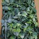 Dolicer 2 Pack Faux Eucalyptus Garland, 12Ft Artificial Vines Fake Hanging Eucalyptus Leaves Greenery Garland for Wedding Backdrop Arch Wall Table Party Indoor Outdoor Decor (Grey Green)