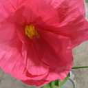 5.9 Ft Large Paper Artificial Flowers,Giant Flowers for Decoration,Standing Huge Handcrafted Poppy Flowers for Garden,Hotel,Office,Photography Props,Wedding,Art Gallery,Shop Window Display(Rose)